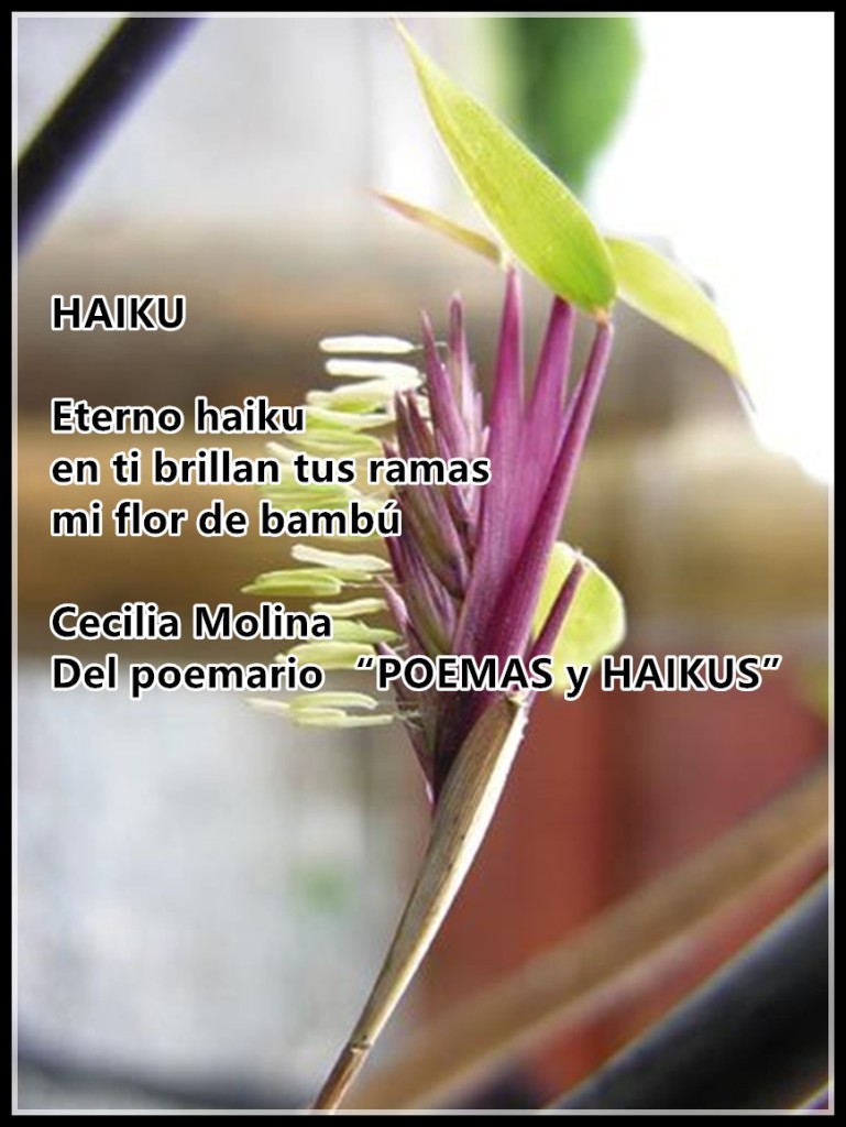 HAIKU

Eterno haiku
en ti brillan tus ramas
mi flor de bambú

Cecilia Molina
Del poemario “POEMAS y HAIKUS” 
